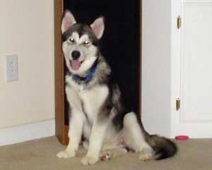 Hudons Malamutes - Kenzi