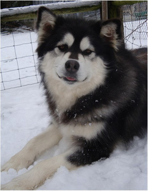 Hudsons Malamutes - Kinji 