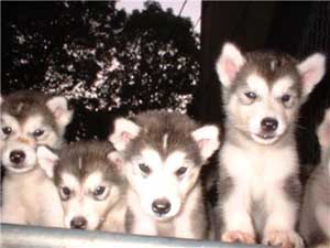 Hudons Malamutes -  Kissa