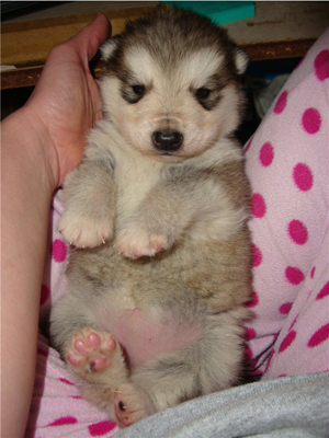 Hudsons Malamutes - Knut