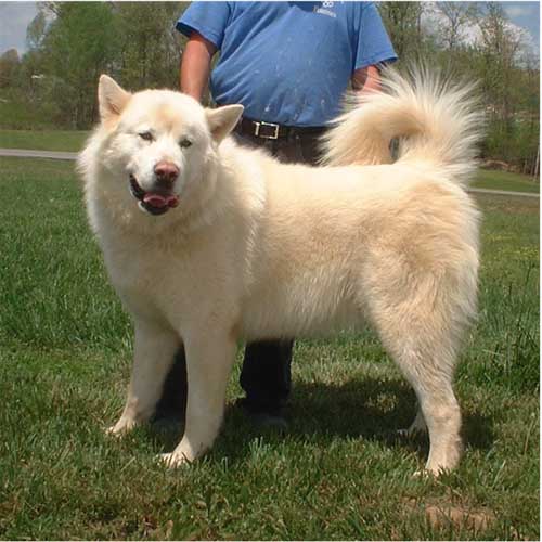 Hudsons Malamutes - KuBear