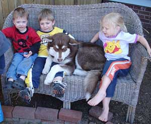 Hudsons Malamutes - Kury