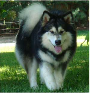 Hudsons Malamutes - Laska