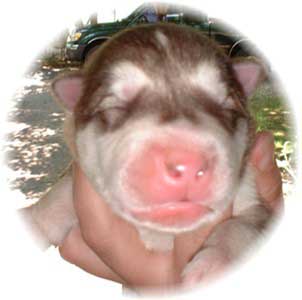 Hudons Malamutes - Loki