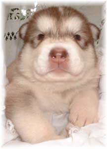 Hudons Malamutes - Loki