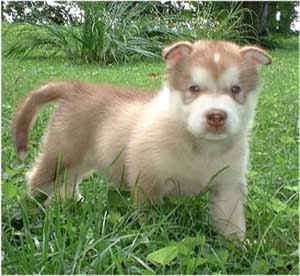 Hudons Malamutes - Loki