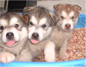 Hudons Malamutes - Loki