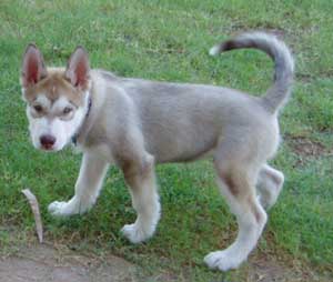 Hudons Malamutes -  Loki