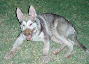 Hudons Malamutes - Loki