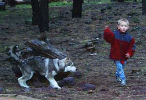 Hudons Malamutes - Loki