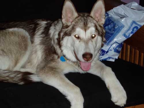 Hudons Malamutes - Loki