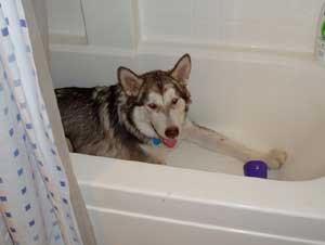 Hudons Malamutes - Loki