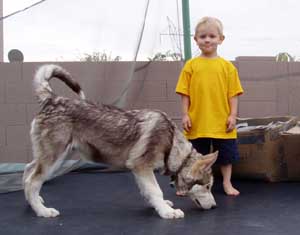 Hudons Malamutes - Loki