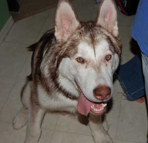 Hudons Malamutes - Loki