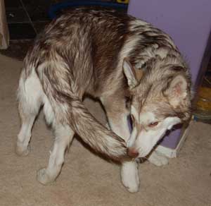 Hudons Malamutes - Loki