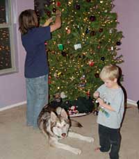 Hudons Malamutes - Loki