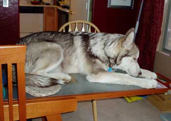 Hudons Malamutes - Loki