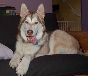 Hudons Malamutes - Loki