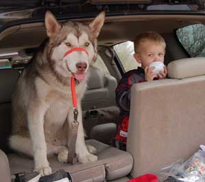 Hudons Malamutes - Loki