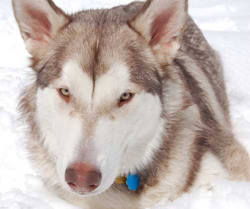 Hudons Malamutes - Loki