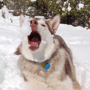 Hudons Malamutes - Loki