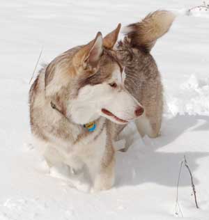 Hudons Malamutes - Loki