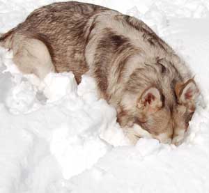 Hudons Malamutes - Loki