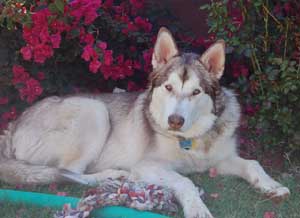 Hudons Malamutes - Loki