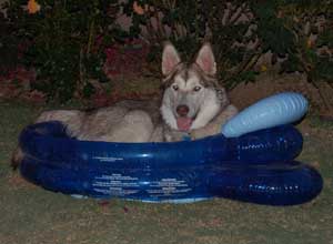 Hudons Malamutes - Loki