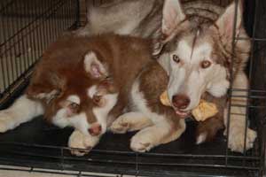 Hudons Malamutes - Loki