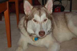 Hudons Malamutes - Loki