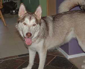 Hudons Malamutes - Loki