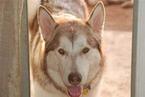 Hudons Malamutes - Loki