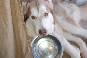 Hudons Malamutes - Loki