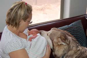 Hudons Malamutes - Loki