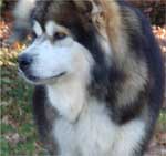 Hudsons Malamutes - Mae