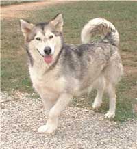 Hudsons Malamutes - Mandy