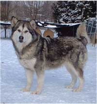 Hudsons Malamutes - Maquita