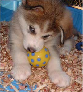 Hudsons Malamutes - Mikou