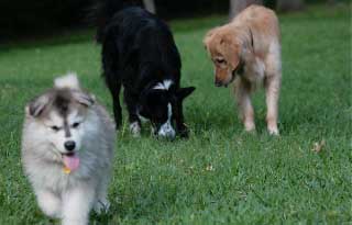 Hudsons Malamutes - Mojo