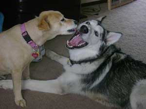 Hudsons Malamutes - Moses