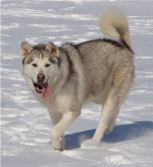 Hudsons Malamutes - Naala 