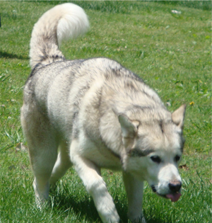 Hudsons Malamutes - Naala 
