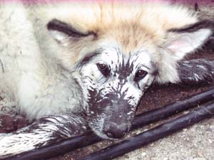 Hudsons Malamutes - Niko