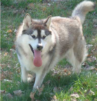 Hudsons Malamutes - Peyton 