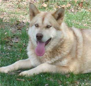 Hudsons Malamutes - Precious 