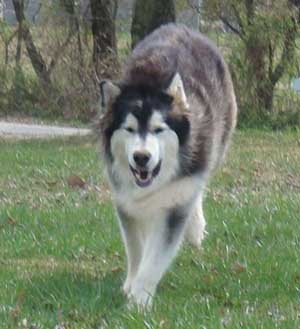 Hudsons Malamutes - Quest