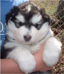 Hudsons Malamutes - Quest