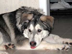 Hudons Malamutes - Riley