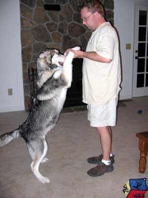 Hudons Malamutes - Riley